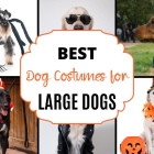 Best Dog Costumes for Large Dogs this Halloween 2023