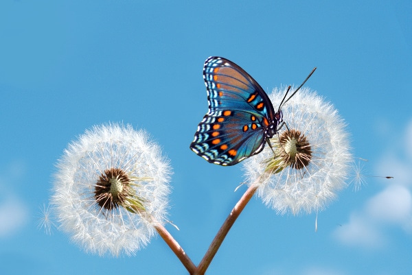 plan ahead for spring now
