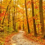 Fall Quotes and Sayings for Scrapbooking