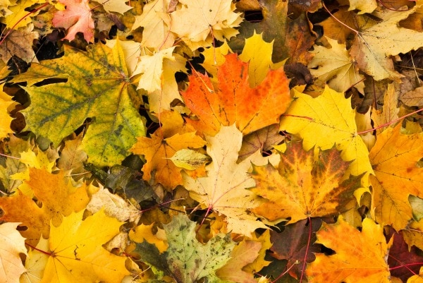 quotes about autumn and fall
