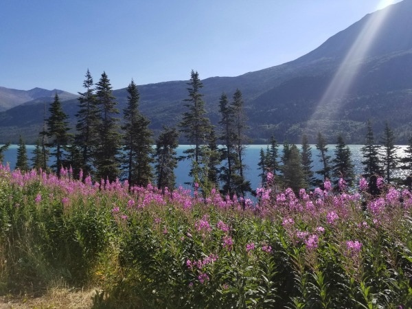 Skagway Alaska lake with wildflowers