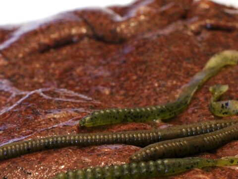 Image for Creepy Crawly Slime 