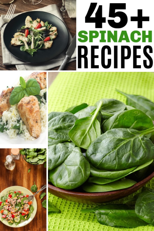 Spinach Recipes 