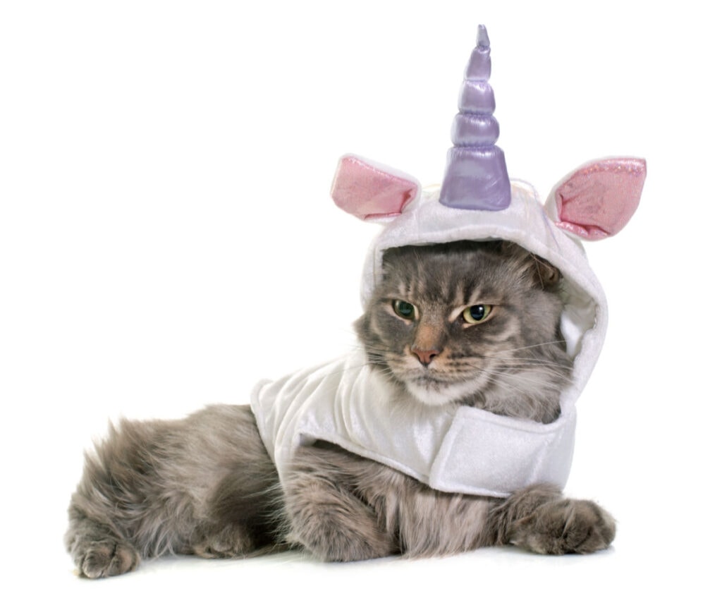 maine coon cat with a unicorn outfit on
