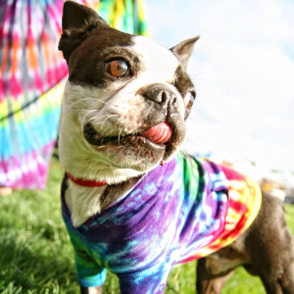 dog wearing a tie dye clothing