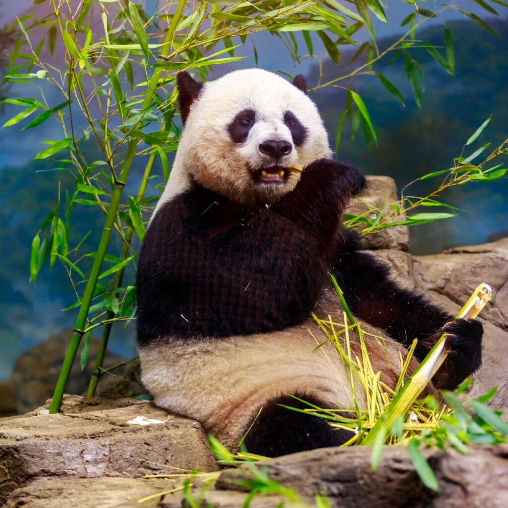 Panda eating bamboo shoots