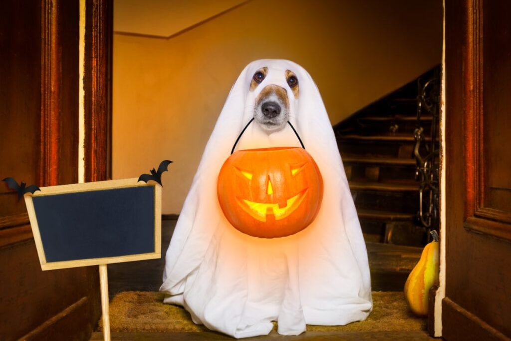 dog in a ghost costume carrying a halloween basket