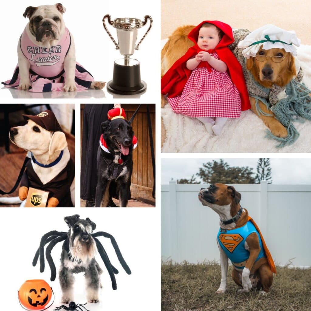 Large Dog Halloween Costumes