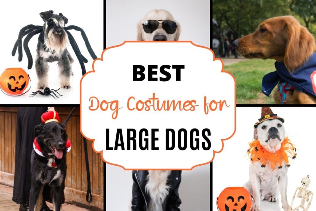 Best Dog Costumes for Halloween