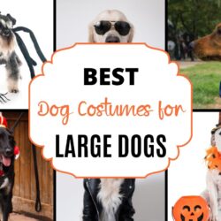 Best Dog Costumes for Halloween