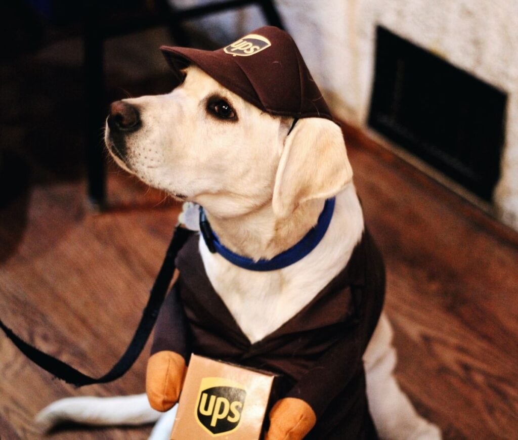 Dog in a UPS Outfit