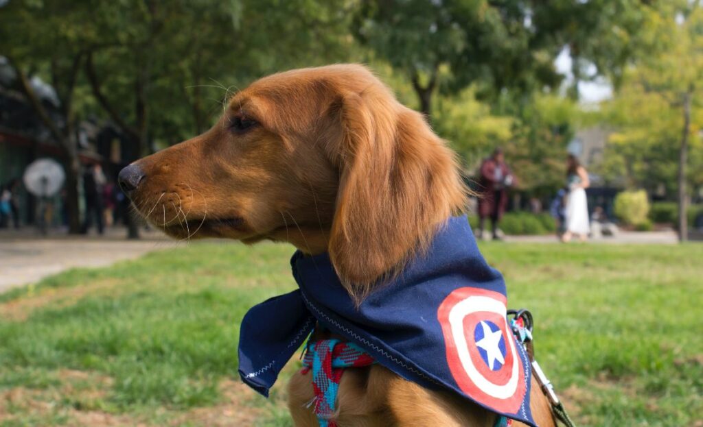 Captain America Dog