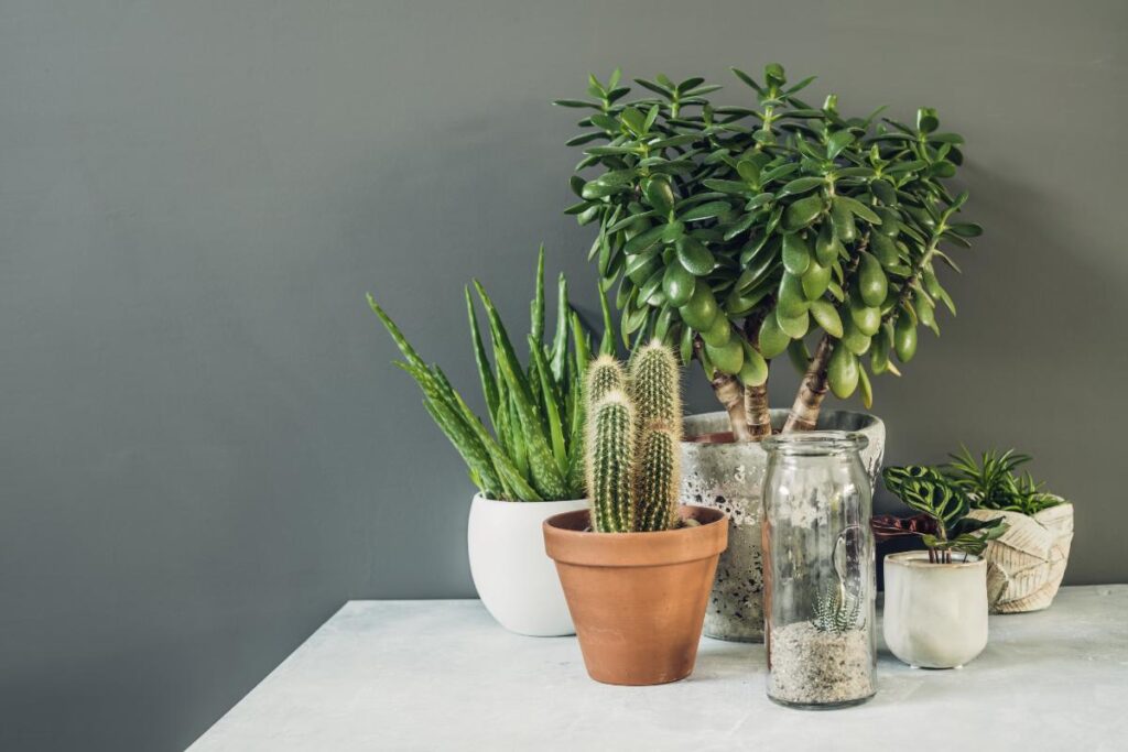 house plants