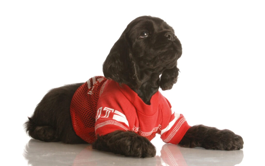 brown dog wearing a football jersey