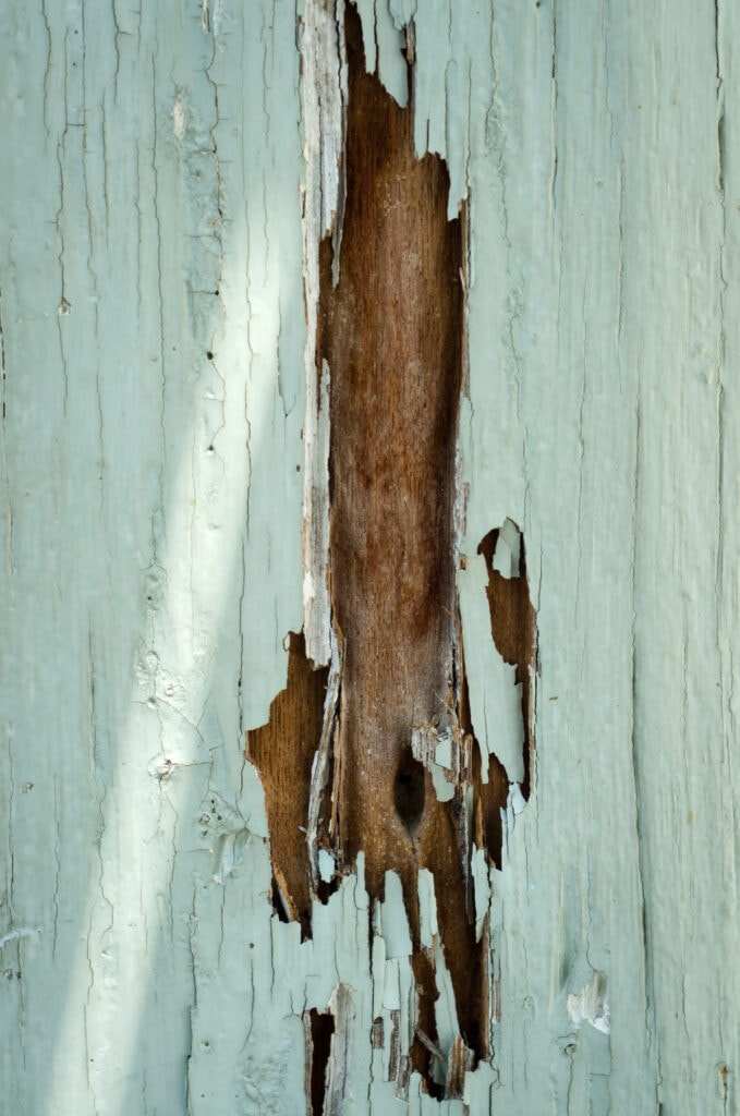 termite damage wall
