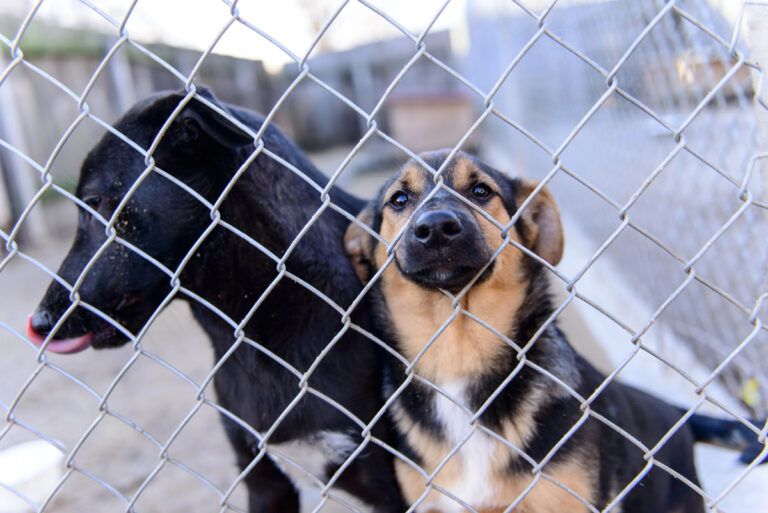 stray dogs behind a fence