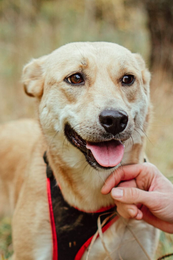yellow dog with bandana on