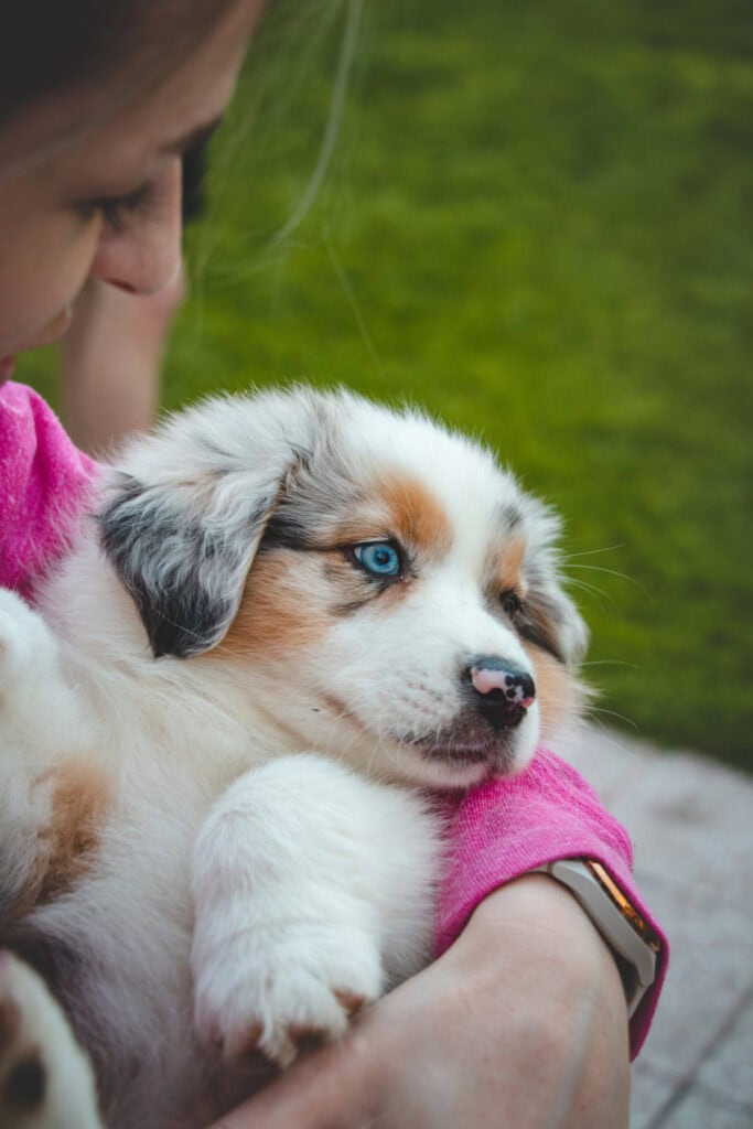 how to prepare your home for fostering dogs