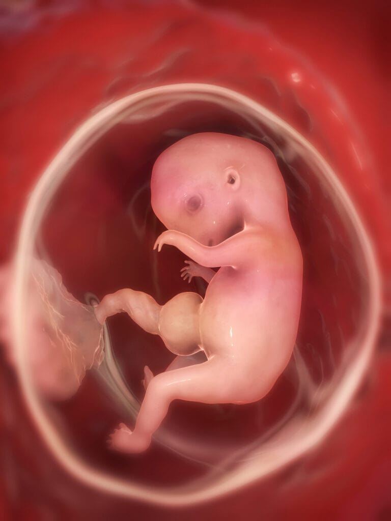 embryo