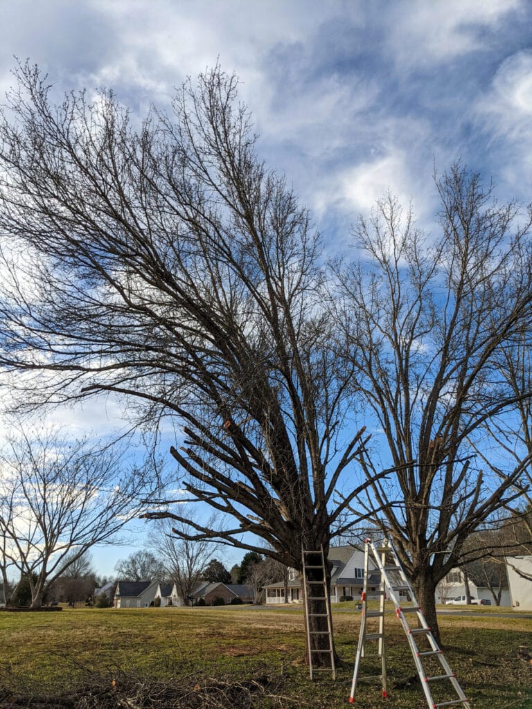 trimming trees