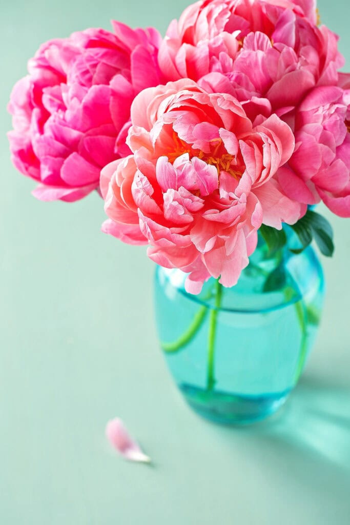 all about peonies
