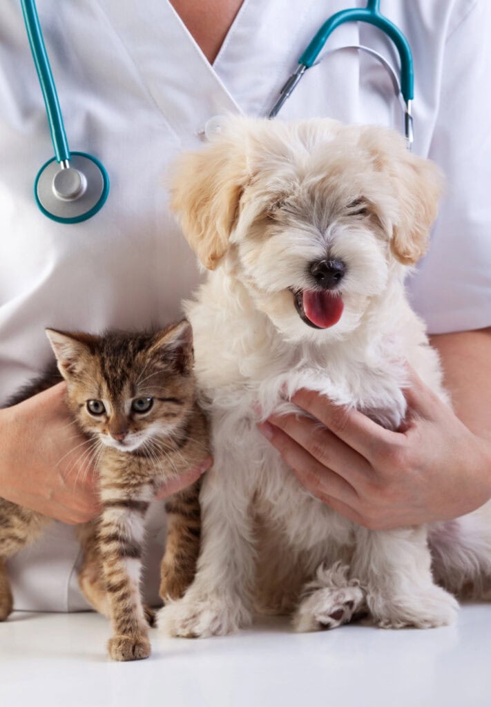 vet with a dog and a cat