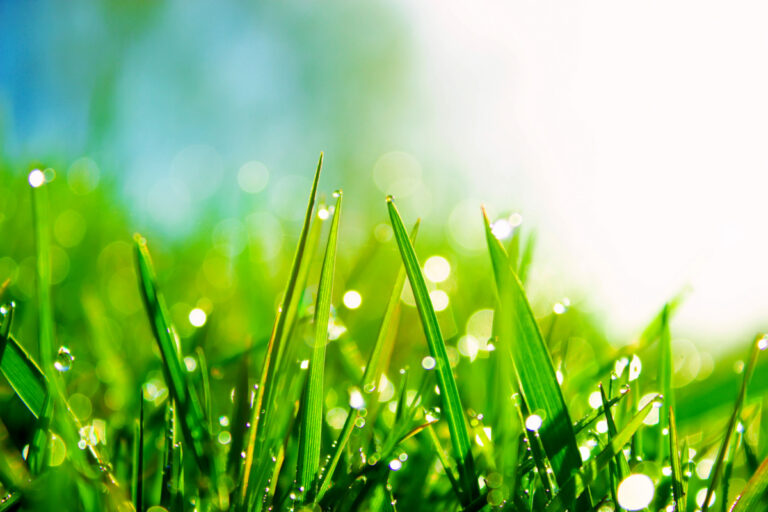 smart lawn care tips