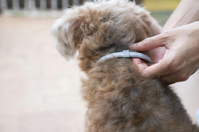 perfect flea collar