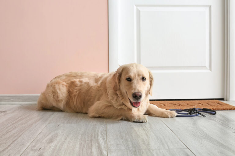 pet care hub in the mudroom