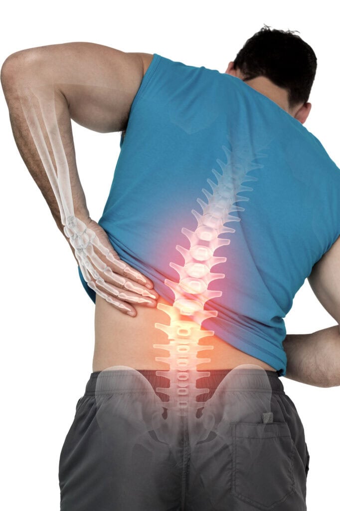 spine