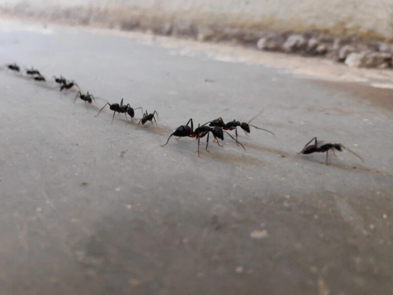 basic pest control