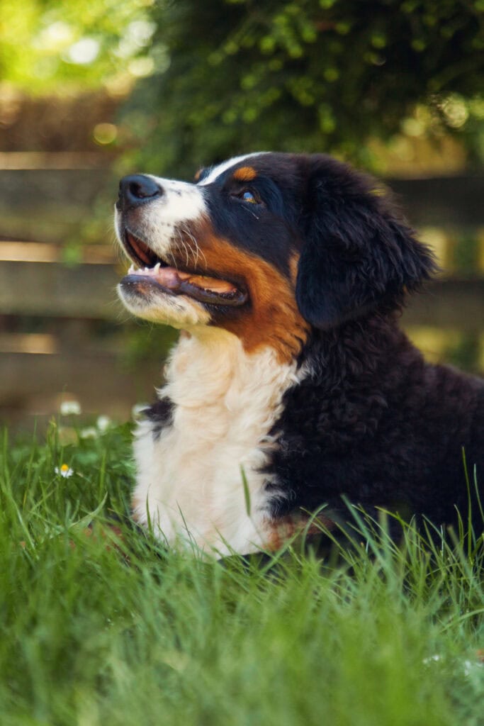should you give your dog braided bully sticks
