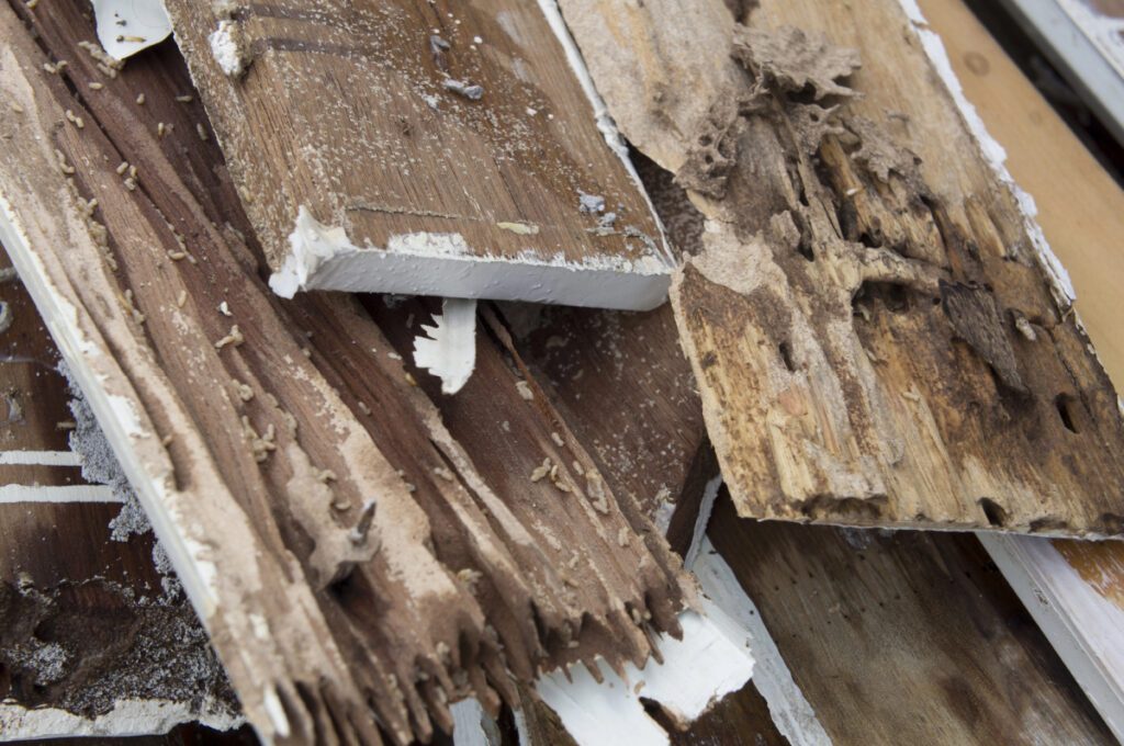 common signs you may have termites