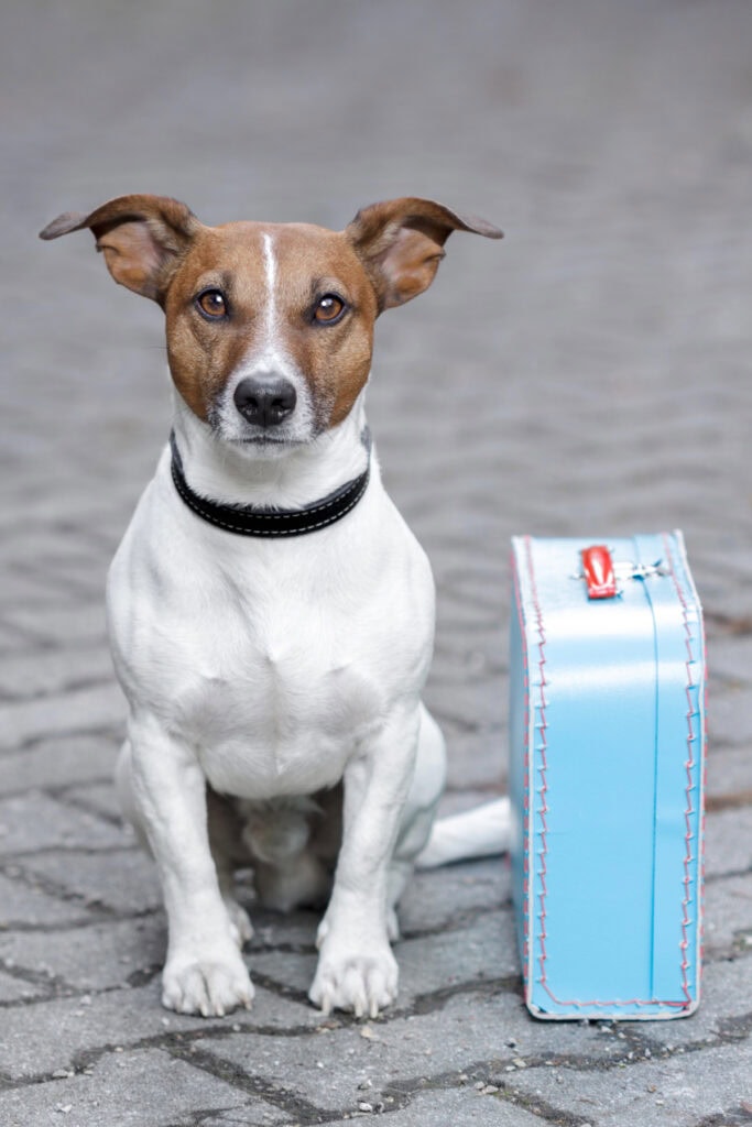 dog treats travel friendly
