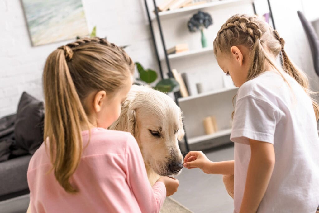 dog treats