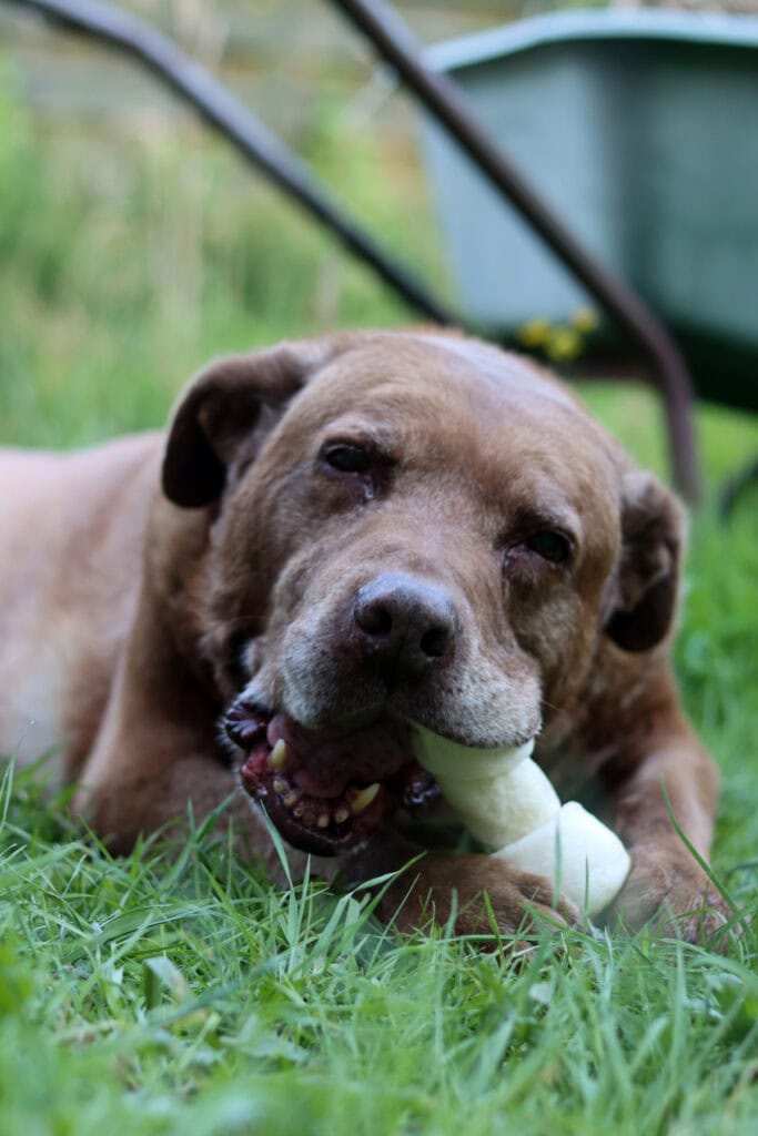red light therapy devices on dogs