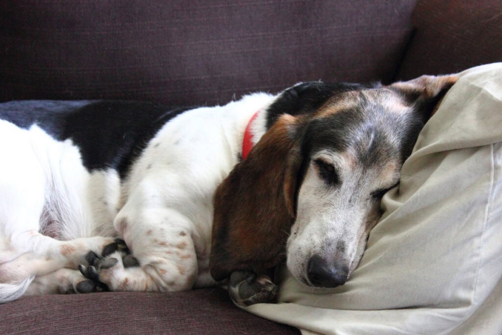 red light therapy devices on dogs