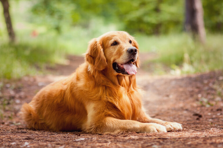 upgrading their dogs nutrition