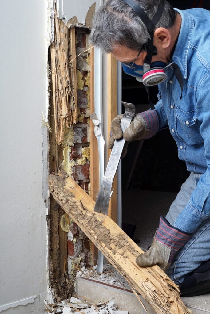 termite damage