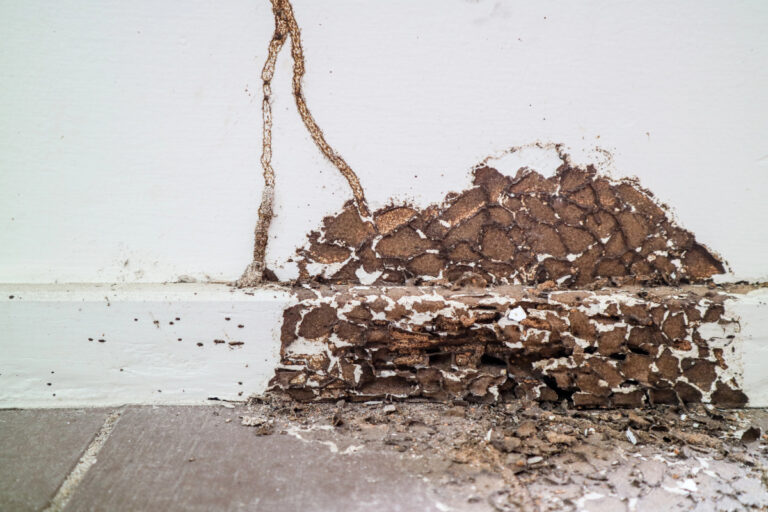 termite damage