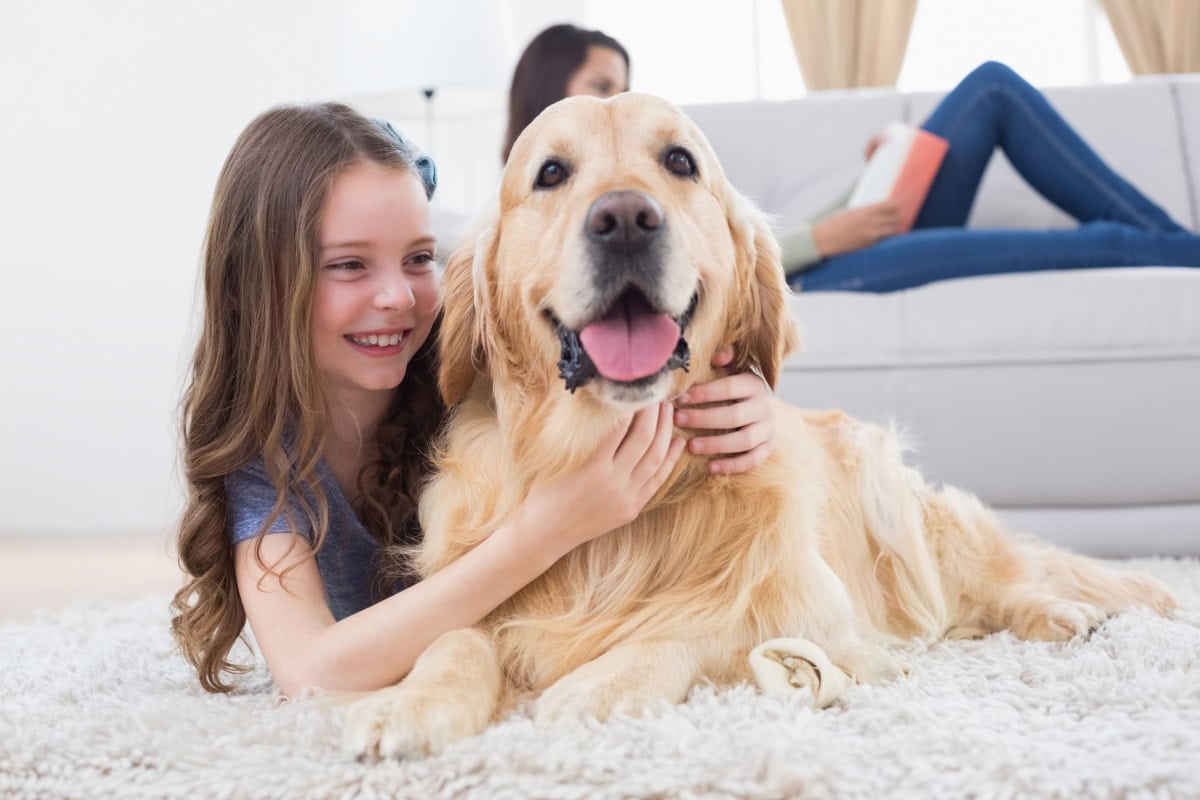 daily routine for your dog