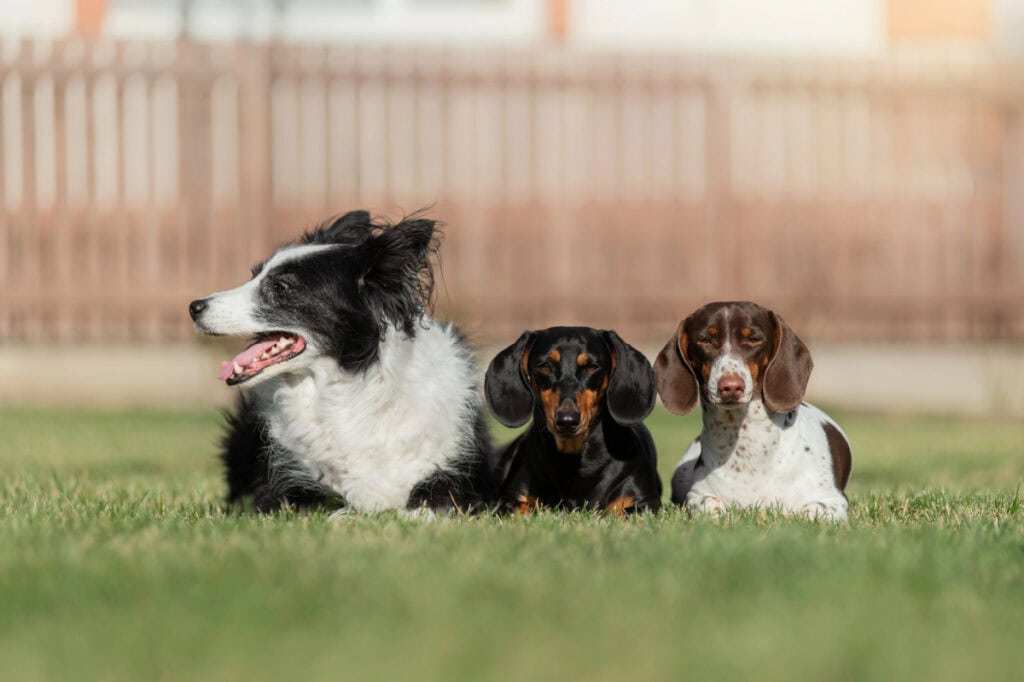 dogs happy
