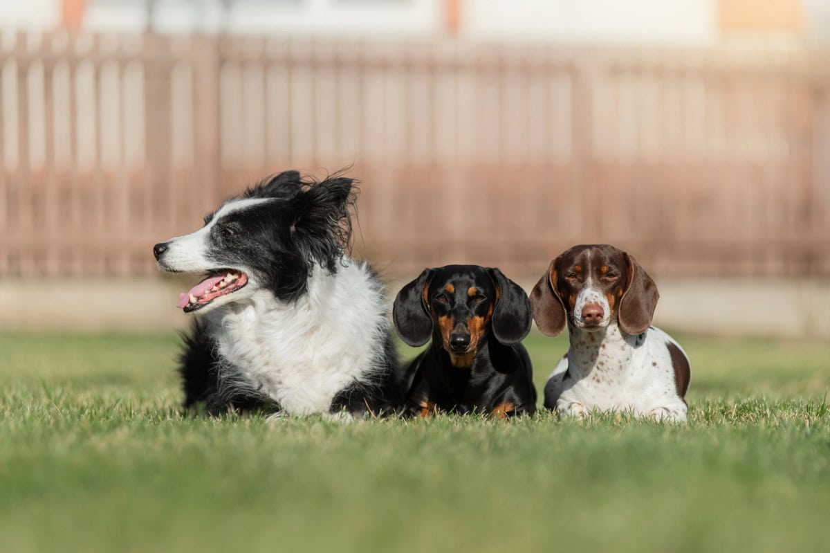 dogs happy