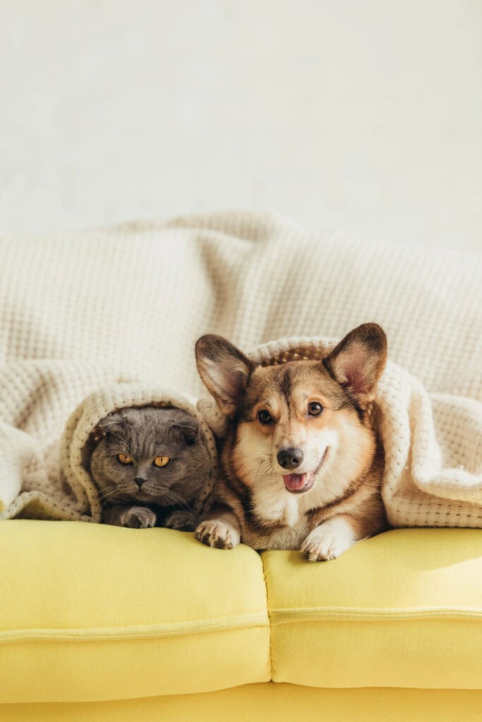 how to save money on pet care
