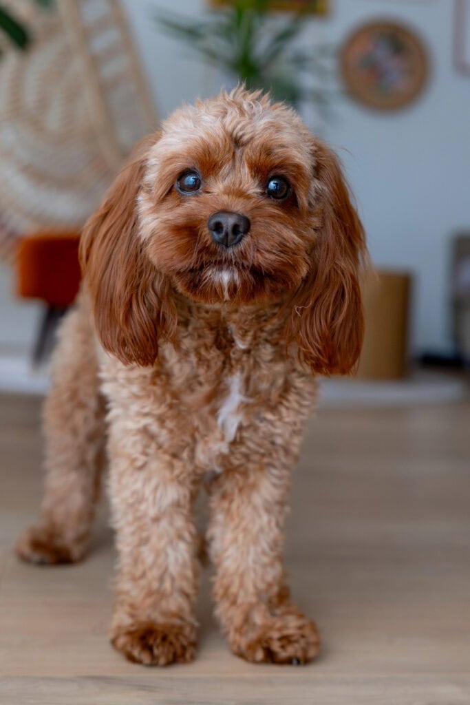 cavapoo