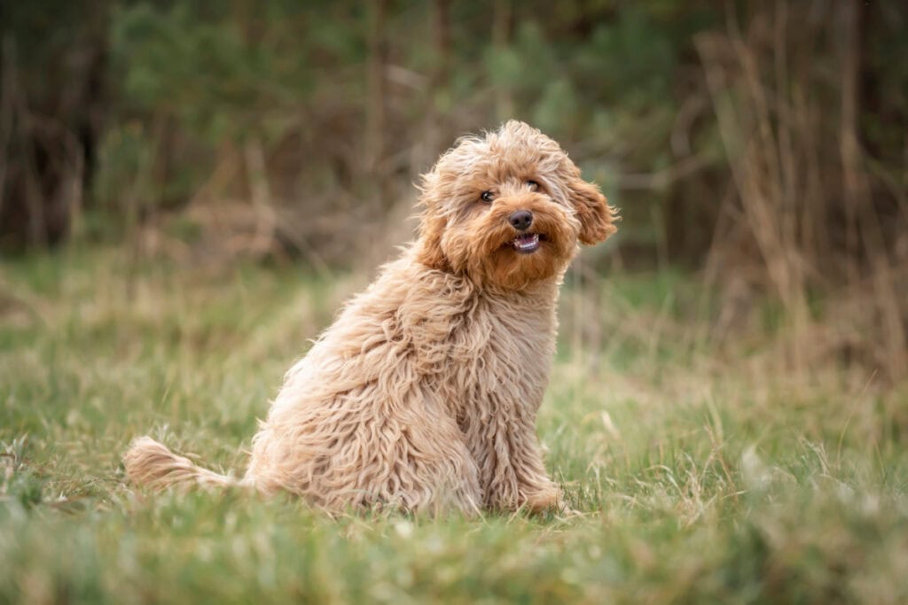 cavapoo