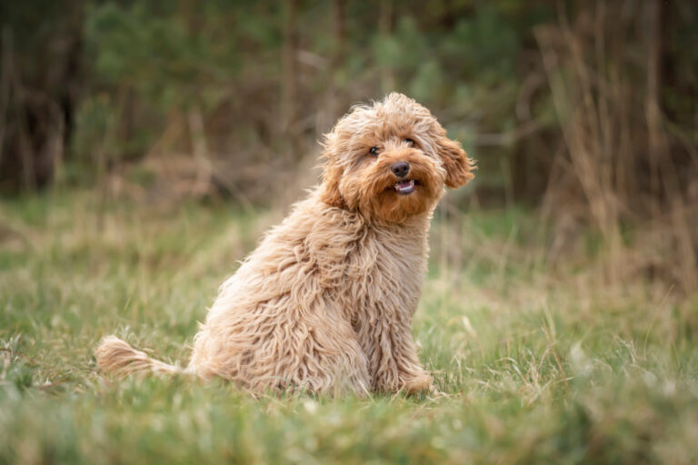cavapoo